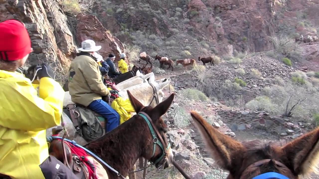 Grand Canyon Mule Trip - Youtube