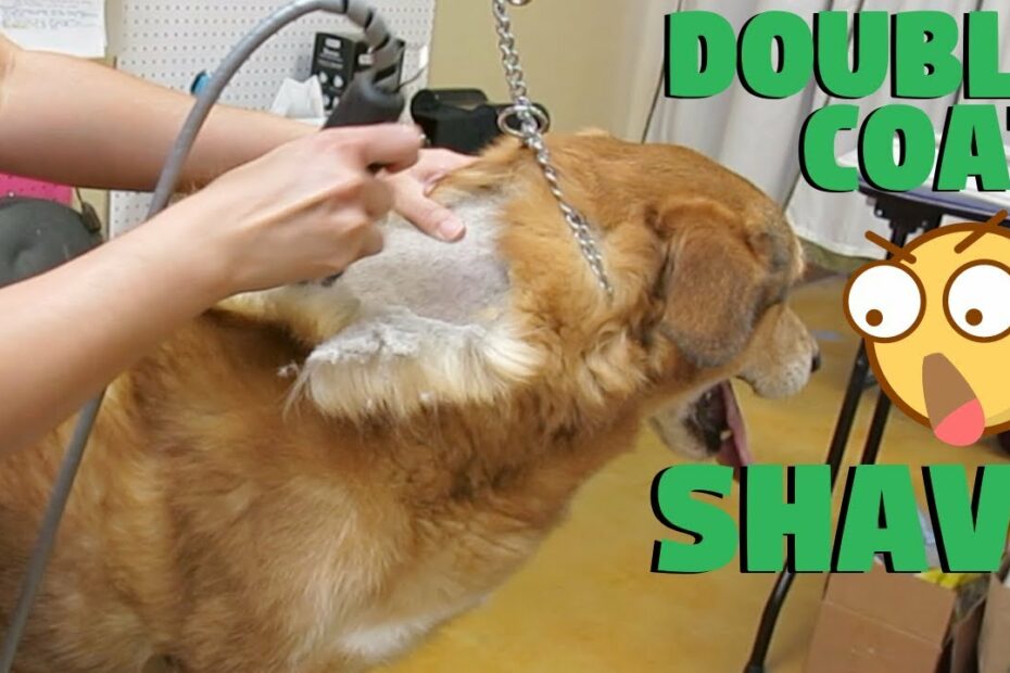 Dog Double Coated Shave No Damage To Coat Proof! - Youtube