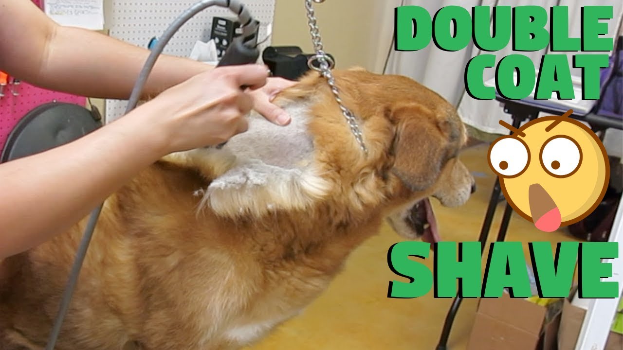 Dog Double Coated Shave No Damage To Coat Proof! - Youtube