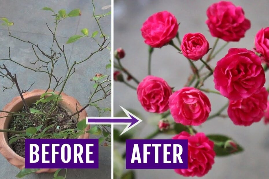 Strong & Best Fertilizer For Rose Plant - Watch To Know A-Z - Youtube