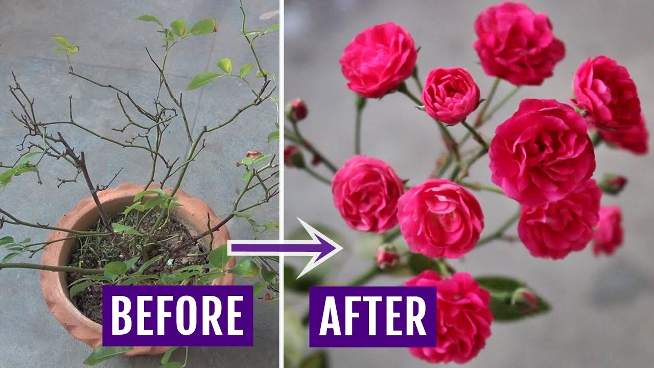 Strong & Best Fertilizer For Rose Plant - Watch To Know A-Z - Youtube