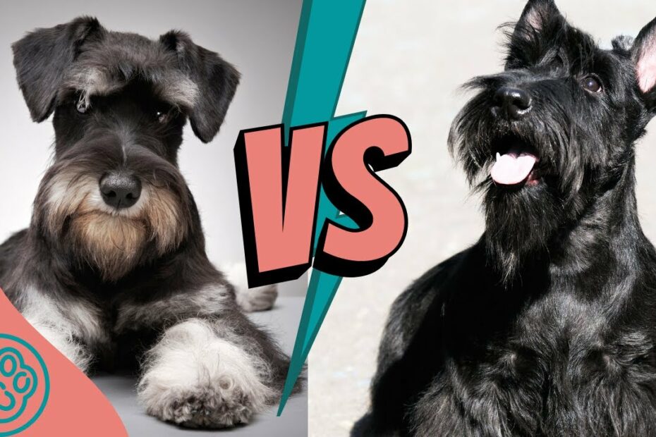 Miniature Schnauzer Vs Scottish Terrier - Youtube