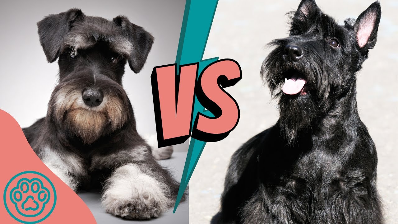 Miniature Schnauzer Vs Scottish Terrier - Youtube