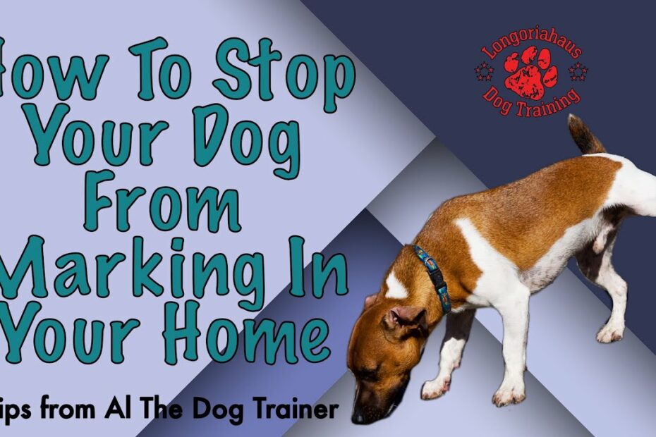 How To Stop Your Dog From Marking In Your Home - Tips From Al The Dog  Trainer - Youtube