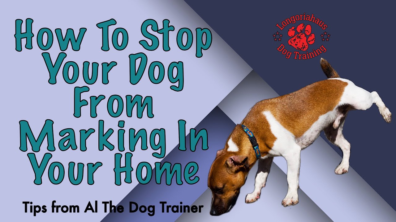 How To Stop Your Dog From Marking In Your Home - Tips From Al The Dog  Trainer - Youtube