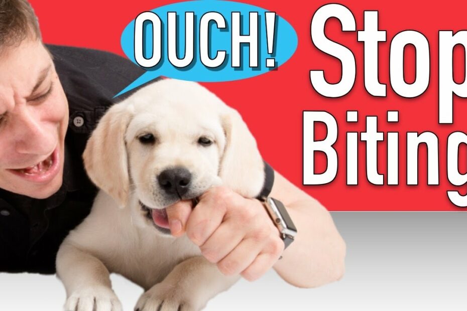 How To Train Your Puppy To Stop Biting - Youtube