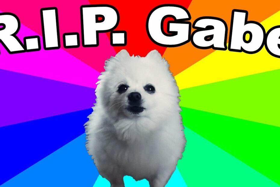 Gabe The Dog Died! Remembering The Bork King (Thoughts And Tribute) -  Youtube