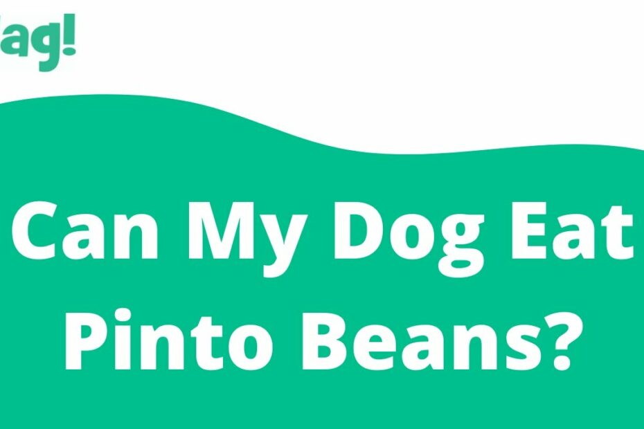 Can My Dog Eat Pinto Beans?