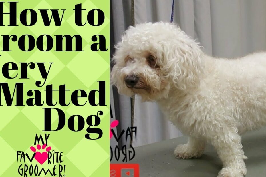 Grooming A Very Matted Dog - Youtube