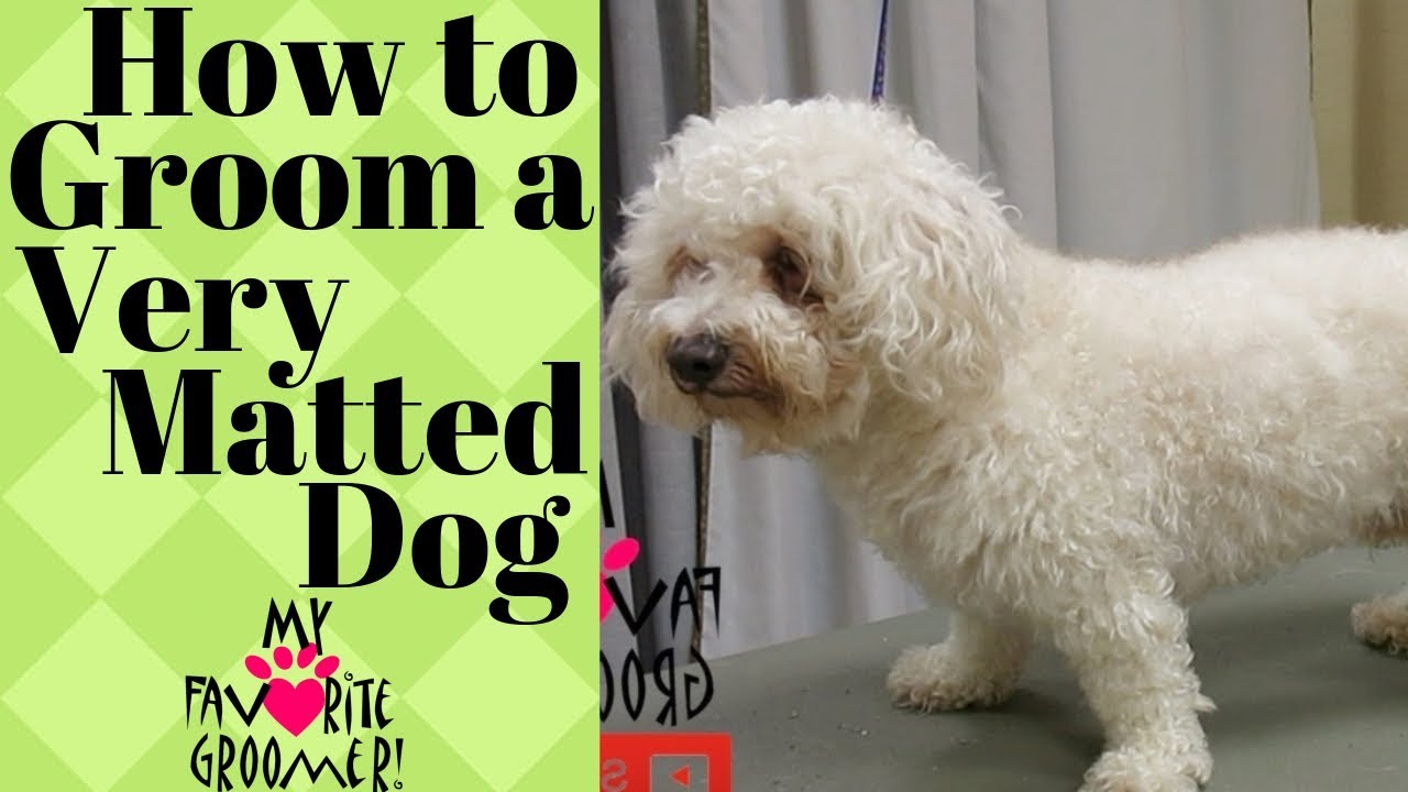 Grooming A Very Matted Dog - Youtube