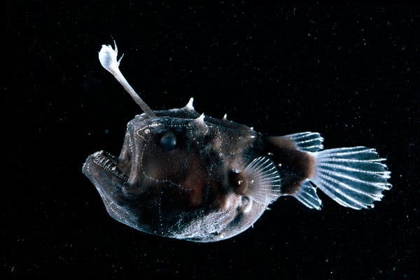 The Creepy Anglerfish Comes To Light. (Just Don'T Get Too Close.) - The New  York Times
