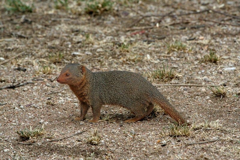 Mongoose Animal Facts | Helogale Parvula - Az Animals