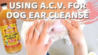 How To Clean Your Dog'S Ears Using A Natural Apple Cider Vinegar Home  Remedy - Youtube