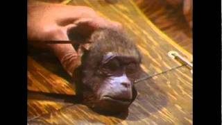 Faces Of Death - Fact Or Fiction: Monkey Brains Scene (How It Was Done) -  Youtube