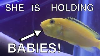 Very Cool! Close-Up Of A Pregnant African Cichlid - Youtube