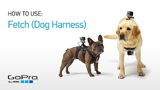 Gopro: Introducing Fetch (Dog Harness) - Youtube