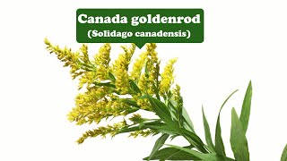 Canada Goldenrod (Solidago Canadensis) Plant, Poisonous, Uses - Picturethis