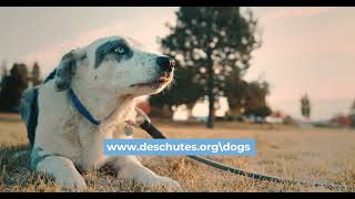 Dog Licenses | Deschutes County Oregon