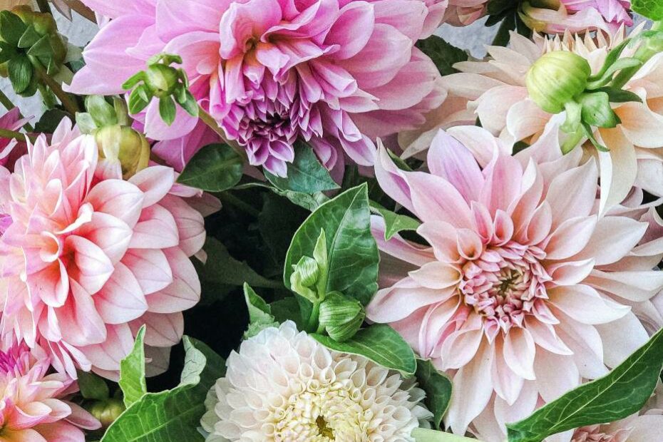 A Beginner'S Guide To Growing Dahlias - The Flowering Farmhouse