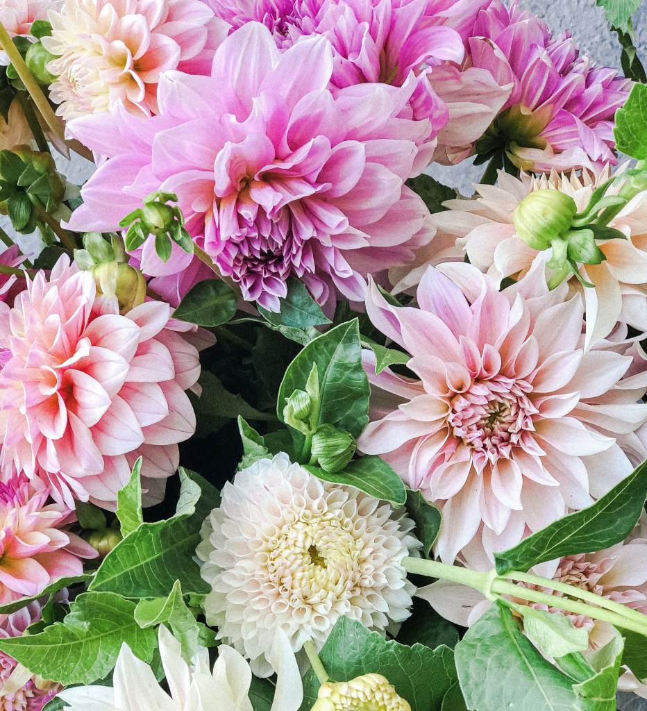 A Beginner'S Guide To Growing Dahlias - The Flowering Farmhouse