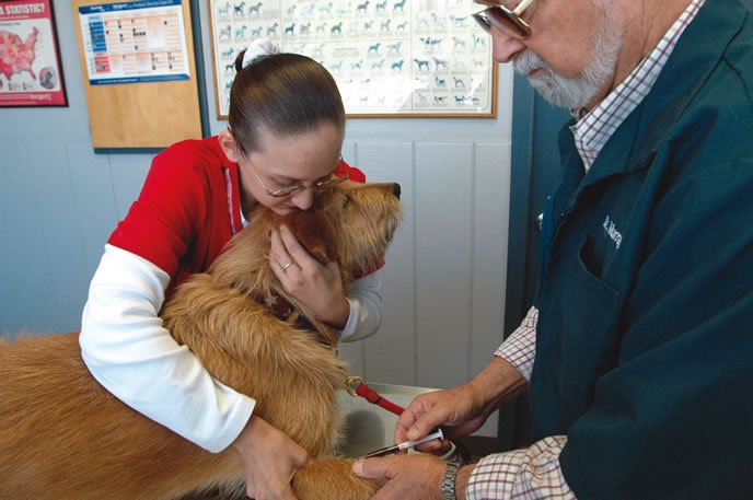 Get Your Dog'S Bloodwork - Whole Dog Journal