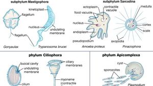 Protozoan | Definition, Parasites, Diseases, Characteristics, Size,  Kingdom, & Facts | Britannica