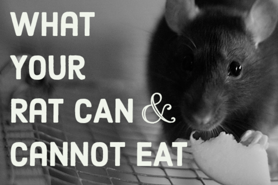 A List Of Safe And Dangerous Foods For Your Pet Rat - Pethelpful