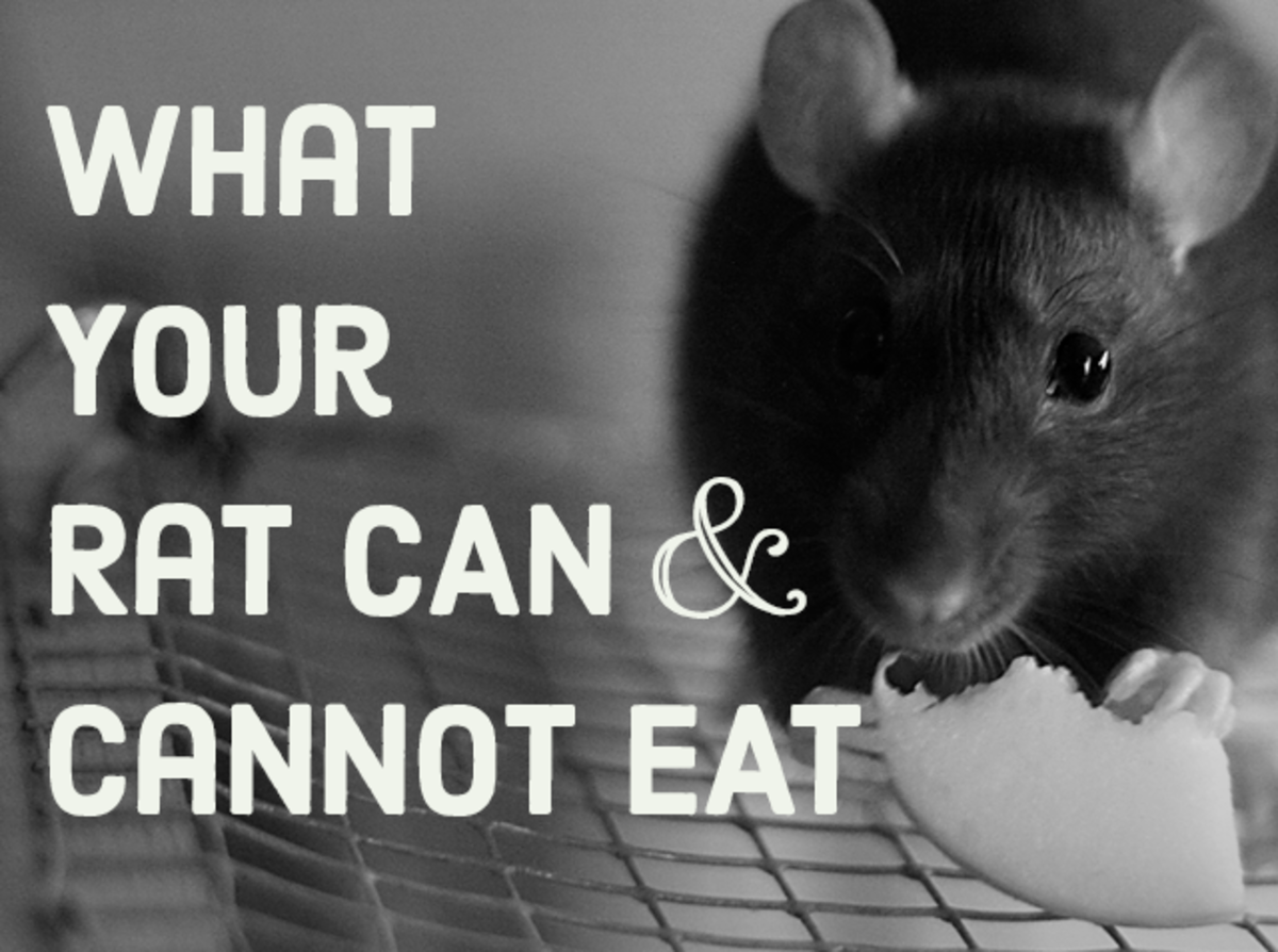 A List Of Safe And Dangerous Foods For Your Pet Rat - Pethelpful