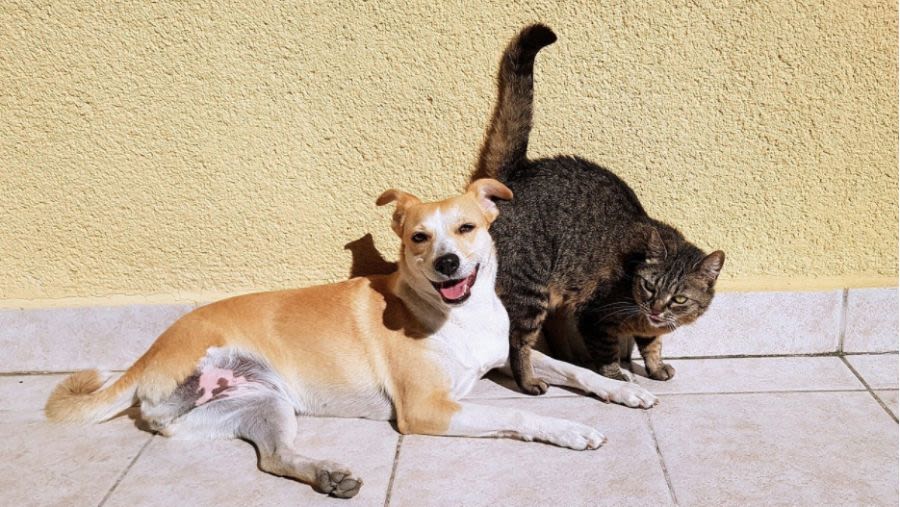 Did You Know This Is What Dog Lovers And Cat Lovers Are Called? - Petrescue