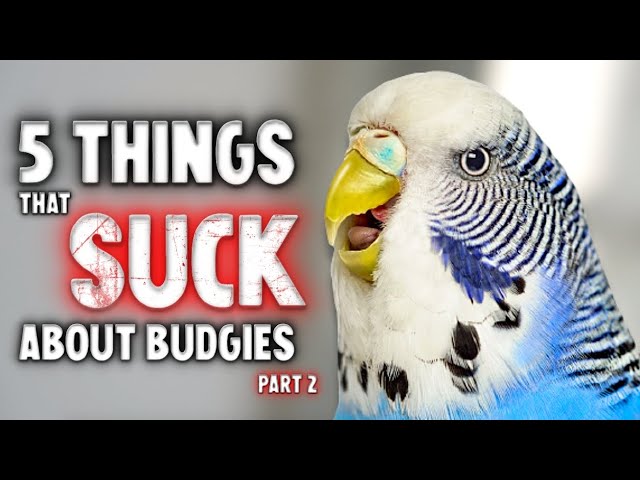 5 Things That Sucks About Owning A Budgie - Youtube