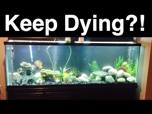 Aquarium Fish Keep Dying? #1 Reason Fish Die - Youtube