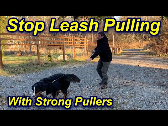 Stop Your Dog'S Leash Pulling And Walk Beside You - Youtube