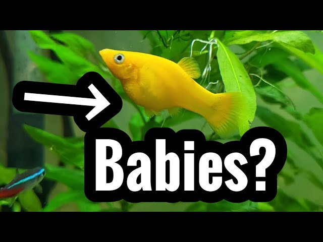 Pregnant Molly Fish With Babies? Help - Youtube