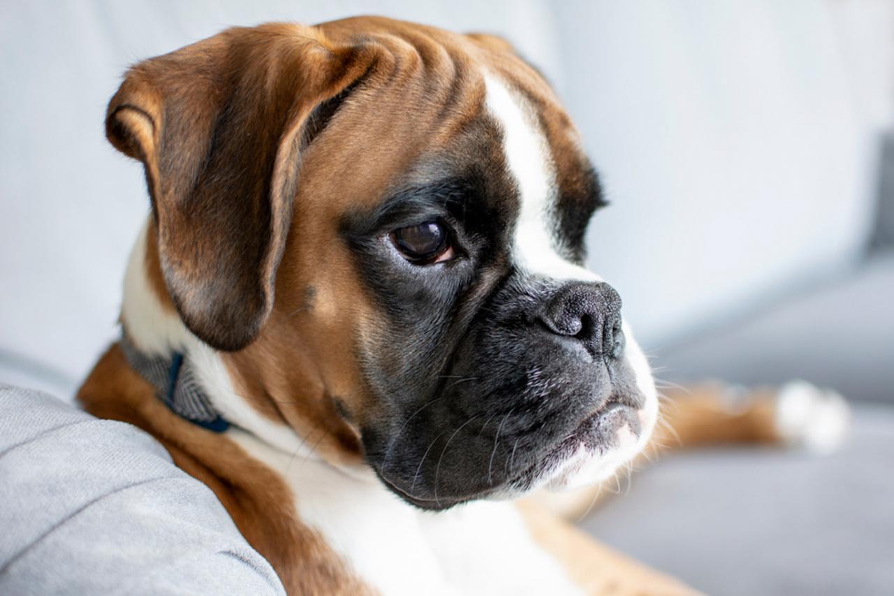 Boxer: Pet Profile (Breed Overview) | Dutch