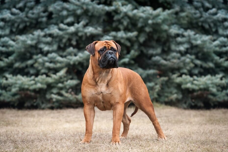 Bullmastiff Dog Breed Info: Pictures, Personality, & Facts | Hepper