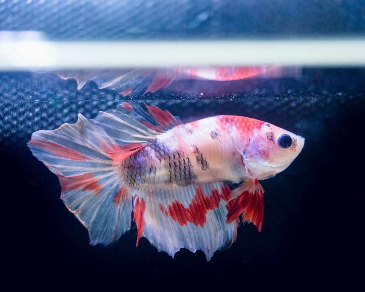 What Do Betta Fish Eat? A Betta Feeding Guide For Beginners - Pethelpful