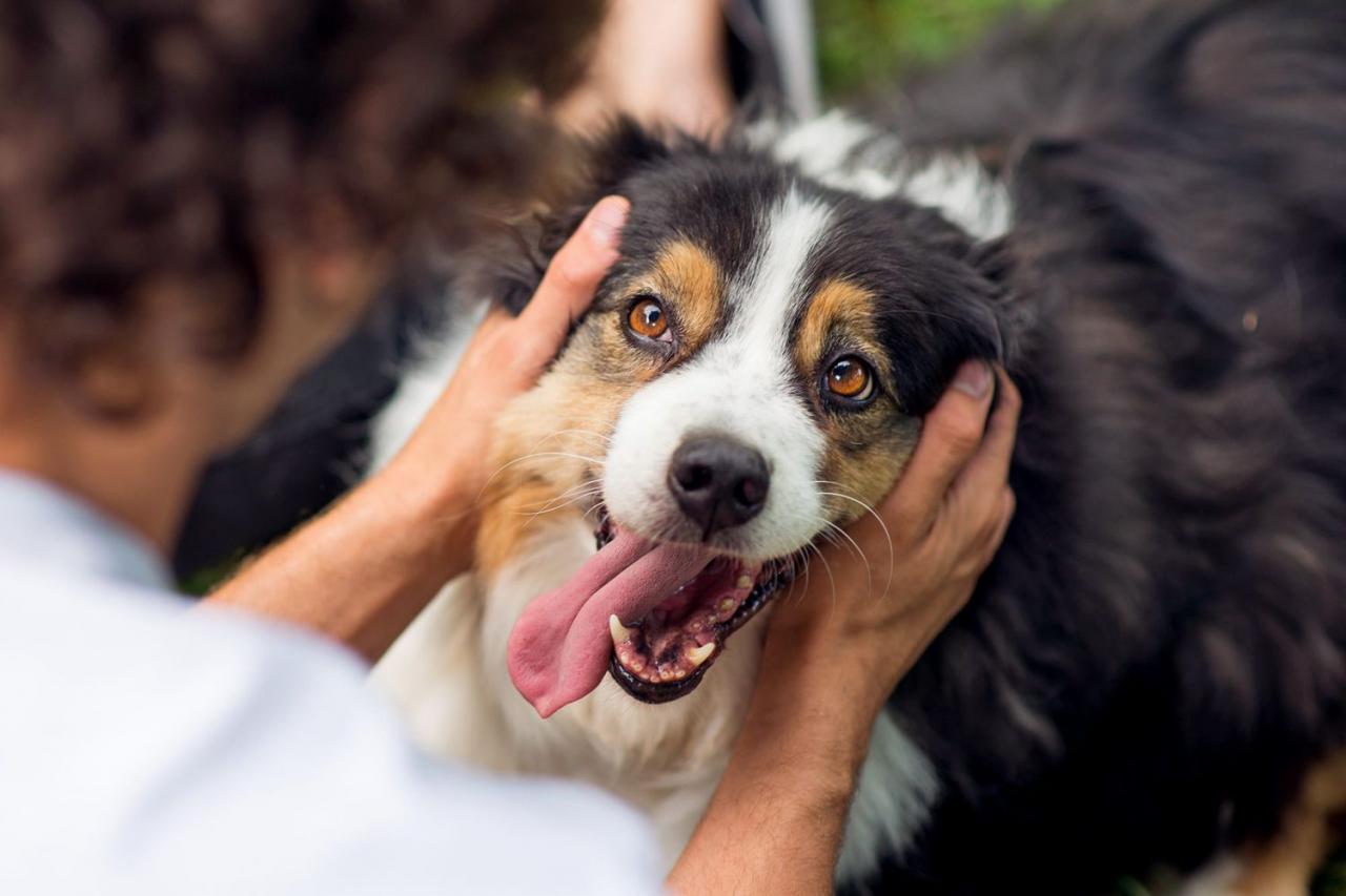 What You Should Know About Taurine Supplements For Dogs