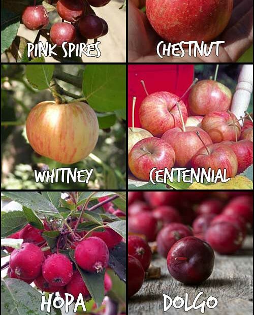 Can You Eat Crab Apples? A Simple Guide To This Ornamental Fruit