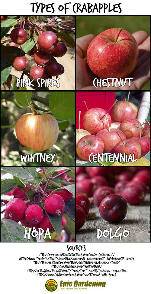 Can You Eat Crab Apples? A Simple Guide To This Ornamental Fruit