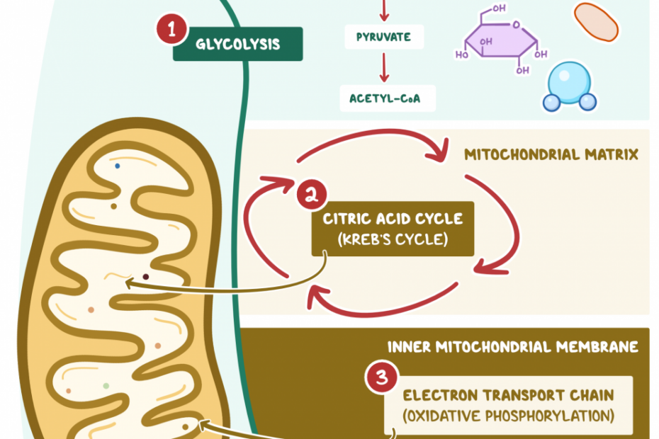 Cellular Respiration: What Is It, Its Purpose, And More | Osmosis
