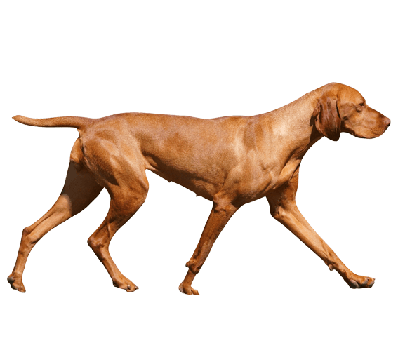 Vizsla | Dog Breed Facts And Information - Wag! Dog Walking