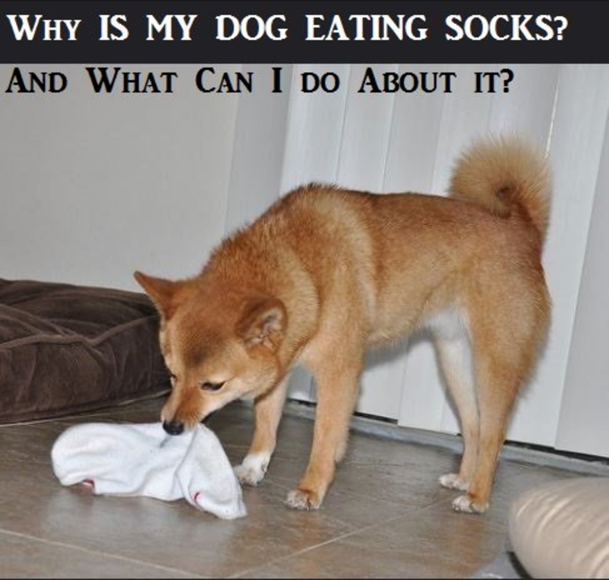 Why Does My Dog Eat Socks And What Can I Do About It? - Pethelpful