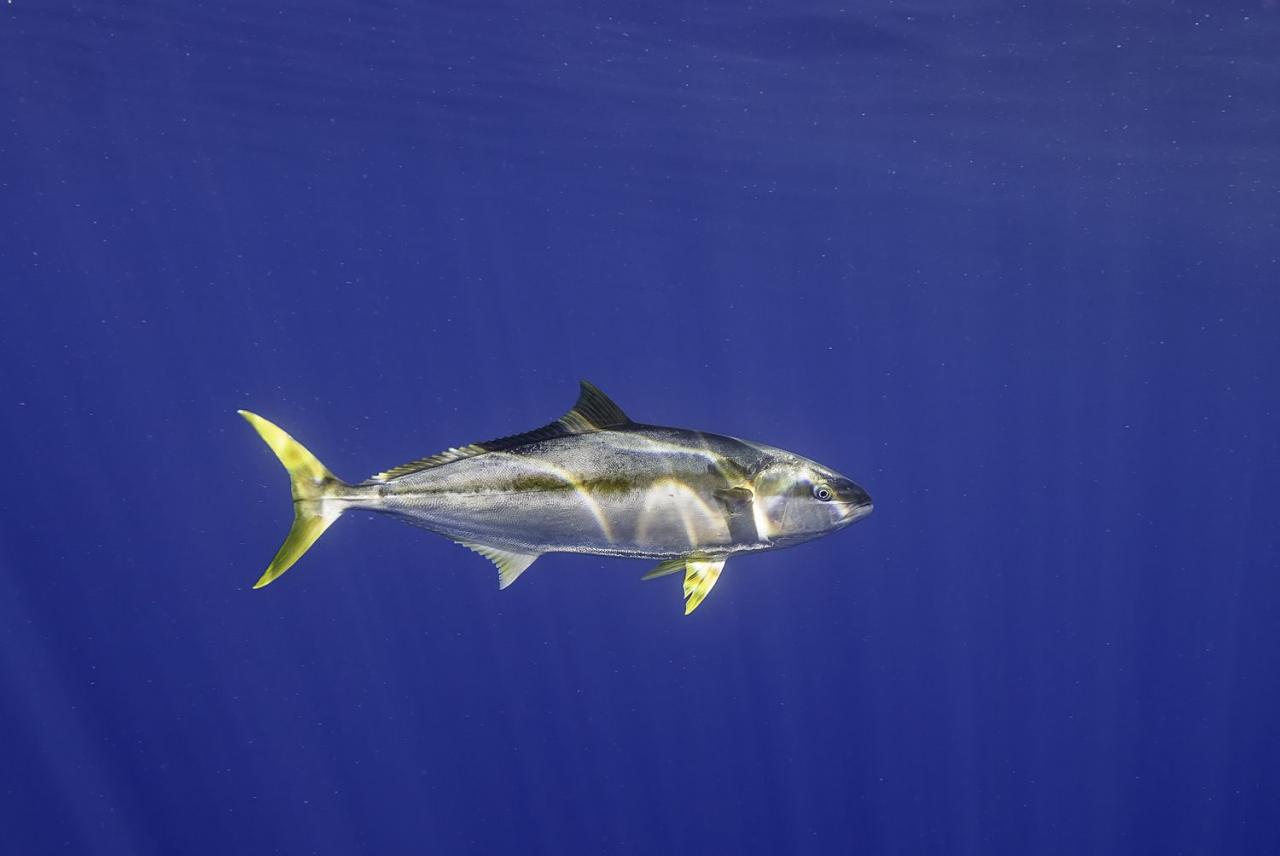 Yellowfin Tuna Facts (Thunnus Albacares)