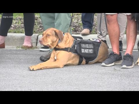 Bill introduced to cover service dog costs for veterans