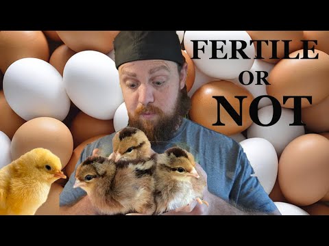 How to tell if your chicken eggs are fertile