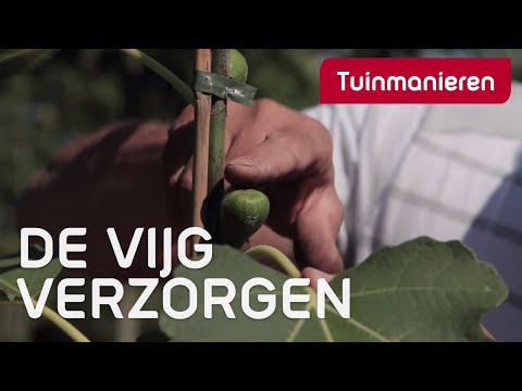 Vijg Ficus carica verzorgen: hoe doe je dat? | Tuinmanieren