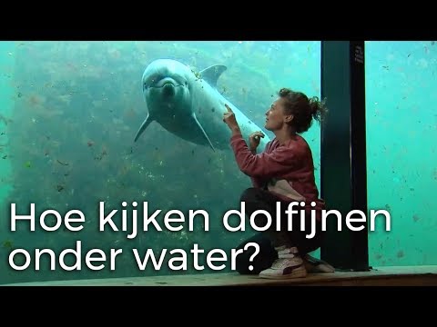 Hoe kijken dolfijnen onder water? | Vragen van Kinderen
