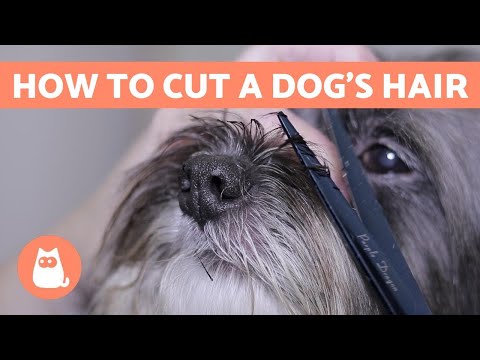 How to Cut a Dog's Hair? 🐶 BASIC GROOMING Tutorial