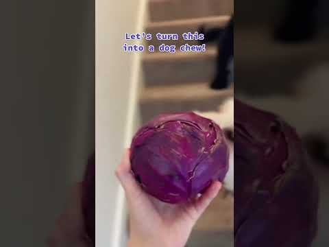 CABBAGE DOG CHEW?!🤯 You gotta see this