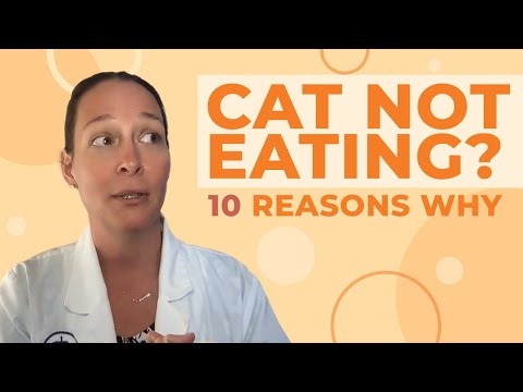 Cat Not Eating? A Vet Gives 10 Reasons Why